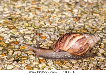 Small Helicinan Snail Of The Genus Drymaeus Macro View