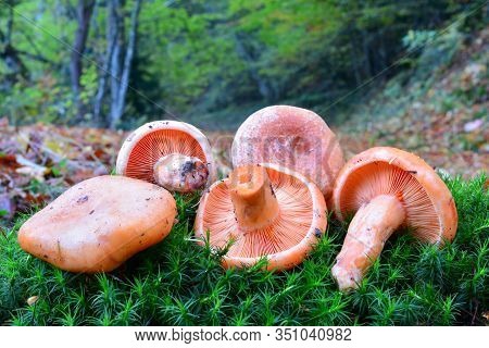Group Of Five Freshly Harvested Edible Wild Saffron Milkcap Mushrooms Or Lactarius Deliciosus, Put O