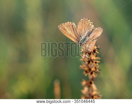Female Of Chalkhill Blue Butterfly (lysandra Coridon) Resting In Sunny Summer Day