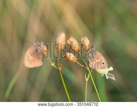 Two Small Heath (coenonympha Pamphilus) Butterflies Resting In Early Morning On Silene Nutans Plant