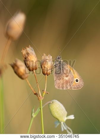 Small Heath (coenonympha Pamphilus) Butterfly Resting In Early Morning On Silene Nutans Plant
