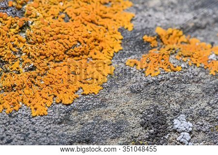 Orange Lichen On The Rock ( Xanthoria Elegans ) - Closeup Photo With Blurred Lens Effect. Selective 