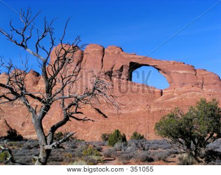 Pine Tree