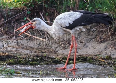 White Stork Eating A Fish. Danube Delta, Romania