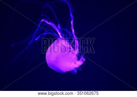 Pacific Sea Nettle Chrysaora Fuscescens , Or West Coast Sea Nettle, Is A Common Planktonic Scyphozoa