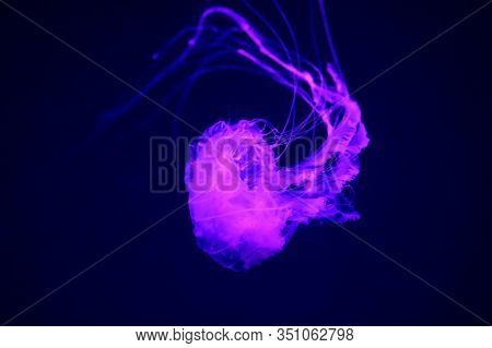 Pacific Sea Nettle Chrysaora Fuscescens , Or West Coast Sea Nettle, Is A Common Planktonic Scyphozoa
