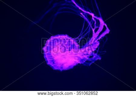 Pacific Sea Nettle Chrysaora Fuscescens , Or West Coast Sea Nettle, Is A Common Planktonic Scyphozoa