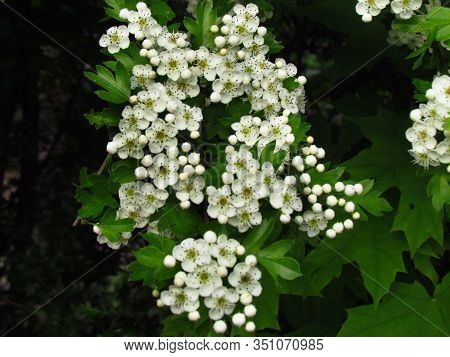 Detail Of Hawthorn Bush, Crataegus Monogyna, Ohter Common Names Oneseed Hawthorn, Or Single-seeded H
