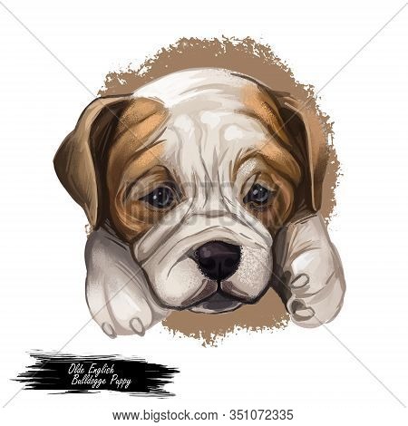 Olde English Bulldogge Digital Art Illustration Of Cute Dog Muzzle Isolated On White. Leavitt Bulldo