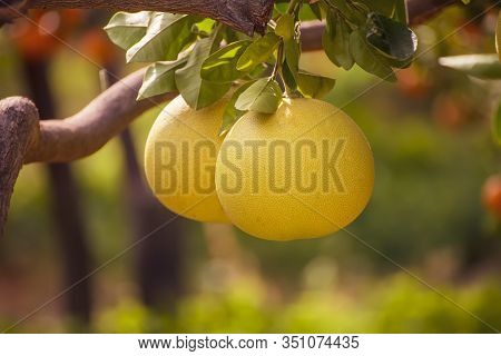 Ripe Pomelo Fruits Hang On The Trees In The Citrus Garden. Harvest Of Tropical Pomelo In Orchard. Po