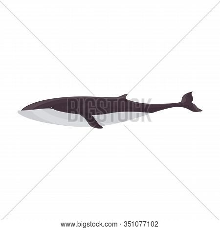 Whale Finwal Vector Icon.cartoon Vector Icon Isolated On White Background Whale Finwal .