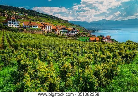 Admirable Terraced Vineyard With Lake Geneva In Background. Fantastic Place With Vineyards And Vine 
