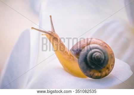 Cute Little Snail Sitting On A White Flower, Close-up