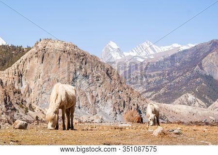 Horses Grazing In Himalaya Mountains, Stock Photo