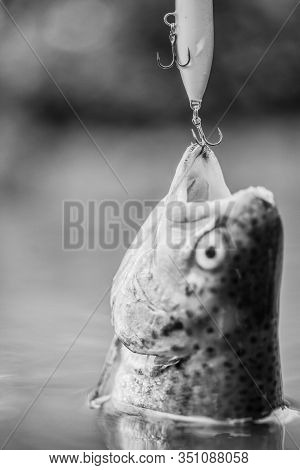 Fish Trout Caught In Freshwater. Fish Open Mouth Hang On Hook. Fishing Equipment. Bait Spoon Line Fi