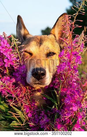 Dog Hiding In Flowers In Field At Nature