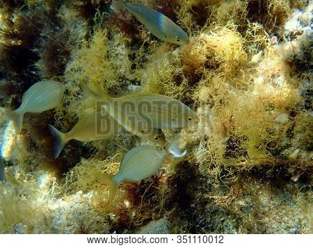 Salema Porgy Saltwater Dreamfish - Sarpa Salpa