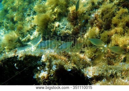 Salema Porgy Saltwater Dreamfish - Sarpa Salpa