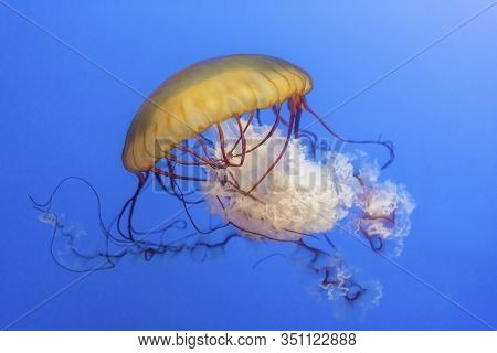 Orange Jellyfish (chrysaora Fuscescens Or Pacific Sea Nettle) In Blue Ocean Water