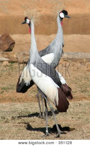 Coppia di uccelli