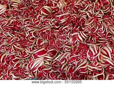 Background Of Red Chocory Called Radicchio Tardivo In Italian Language