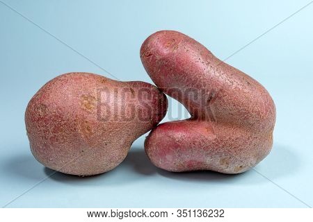 Two Non-standard Ugly Fresh Raw Potato Unusual Form Lying Closely On Light Blue Background. Waste Ze