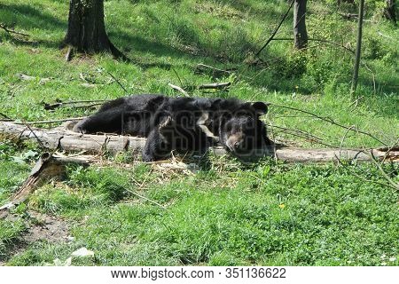Asiatic Black Bear (ursus Thibetanus) Is Resting In The Grass