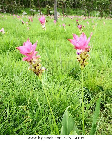Siam Tulip o Patumma