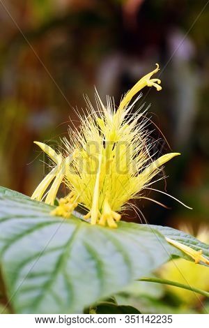 Schaueria Flavicoma, Commonly Known As Golden Plume, Yellow Flower With Green Background.