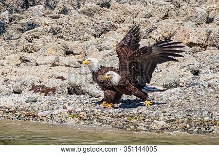 Two White-tailed Sea Eagles, Standing On The Stone-strewn Beach, They Stretch The Wings, Vancouver I