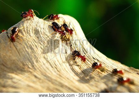 Termites Degrade Plants Or Wood. Termites Are Detritivores, Consuming Dead Plants At Any Level Of De
