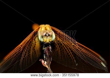 Dragonflies Close Up On Black Background.
Adult Dragonflies Are Characterized By Large, Multifaceted