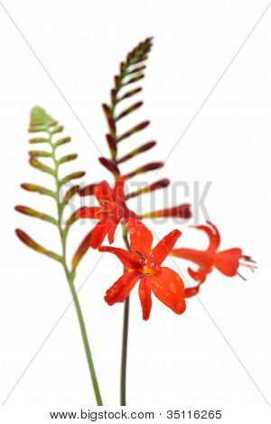 Crocosmia 路西法