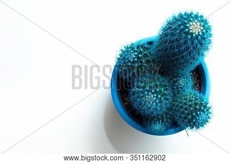 Little Turquoise Cactus On A White Marble Background. Copy Space. Houseplants Concept.