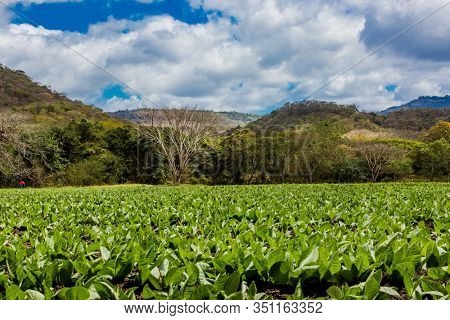 Tobacco fields in pueblo nuevo near San Juan de Limay Madriz in Nicaragua