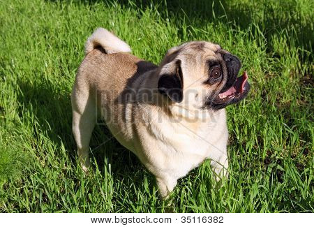 Mopsz kutya