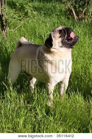 Mopsz kutya