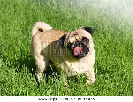 Mopsz kutya