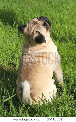 Mopsz kutya