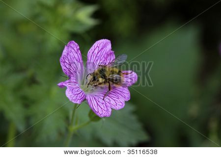ผึ้ง Pollinating