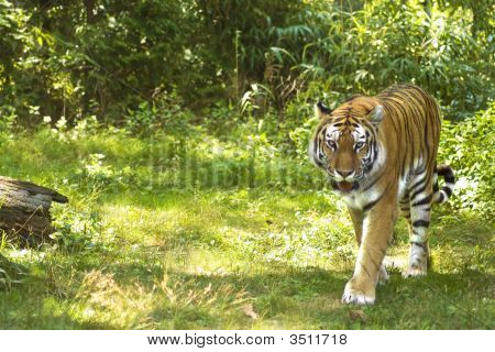 Tigre