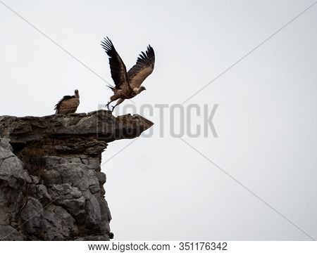 Pair Of Vultures On A Rock As One Of Them Takes Flight In Maderuelo In Spain