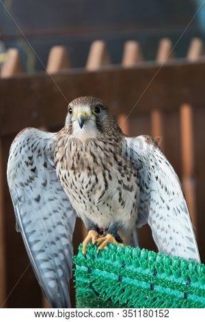 Kestrel Sitting On The Fence. A Small Bird Of P For Prey.