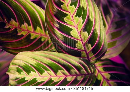 Tropical House Plant Maranta Crope Frame, Macro.