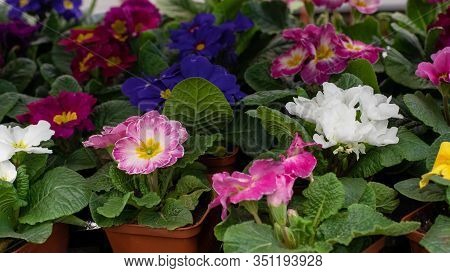 Primula Primrose Blossom Bloom Background Backdrop Design. Blue Pink White Flower Blooming. Primula 