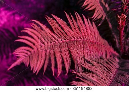 Beautiful Pink Fern Leaf In Nature. Rainforest