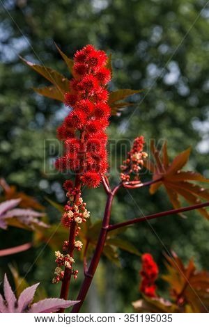 Ricinus Communis In The Garden Behind The House