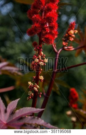 Ricinus Communis In The Garden Behind The House