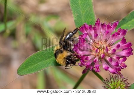 Bumblebee Is Gathering Pollen From A Clover Flower On A Spring Meadow.