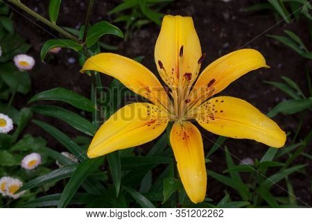 Beautiful Lilium Canadense Is Growing On A Spring Meadow. Close Up.
